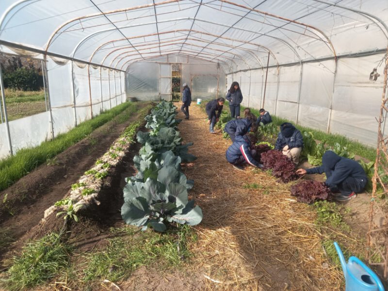 in the greenhouse