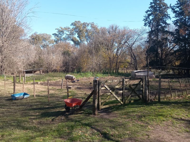 sheep in paddock