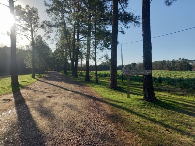 tree lined path