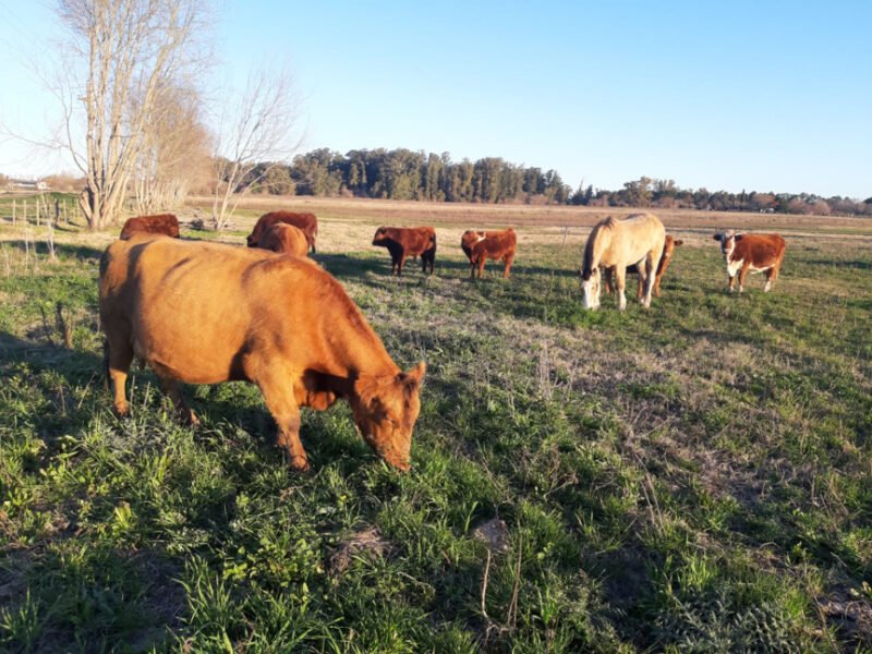 cows in field