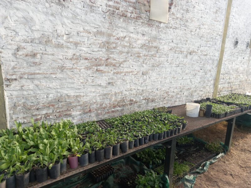 seedlings