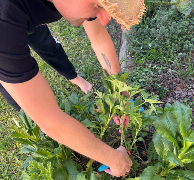 planting crops