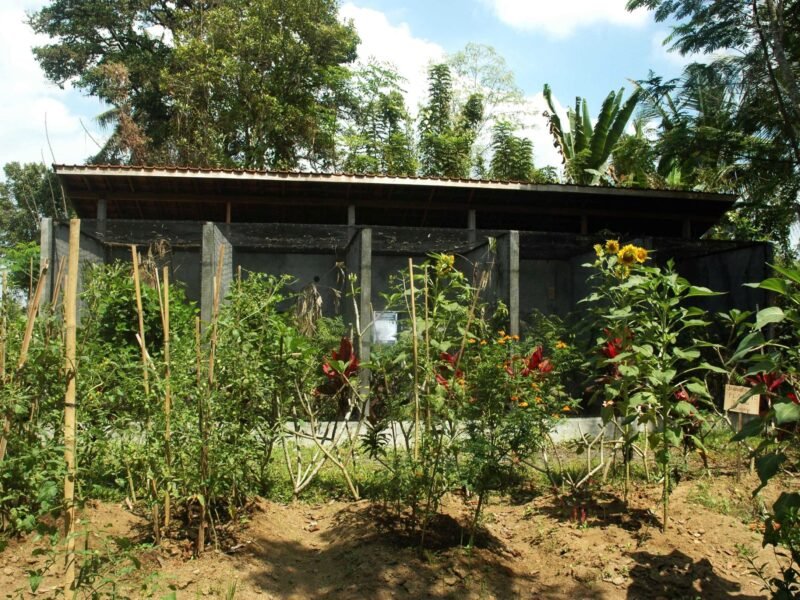 Pejeng-bird-breeding-program