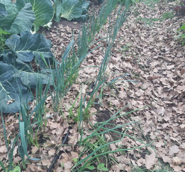 crops planted