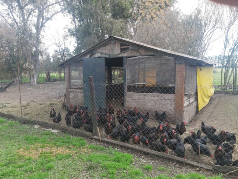 hens