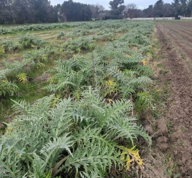 crops growing