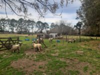 Rural Farming Program