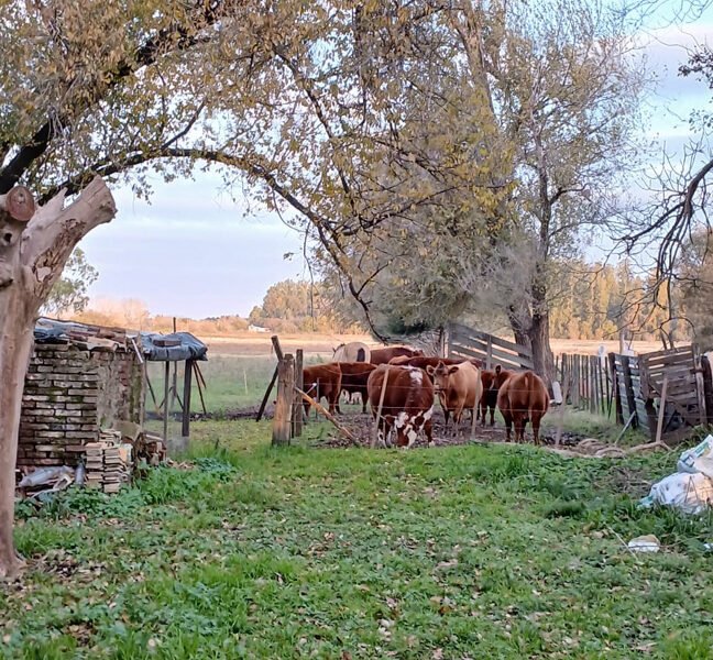 cattle