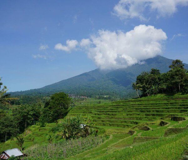 batukaru-mountain-and-rice-field