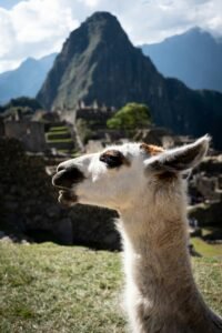 Alpaca and Llama Farm, Peru