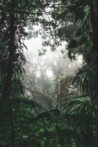 Amazon Rainforest Conservation
