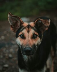 Dog- Phillipines