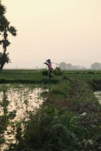 Agriculture & Farming, Cambodia