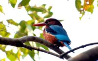 Bird Sanctuary, Nusa Penida