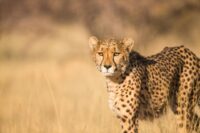 Cheetah Conservation