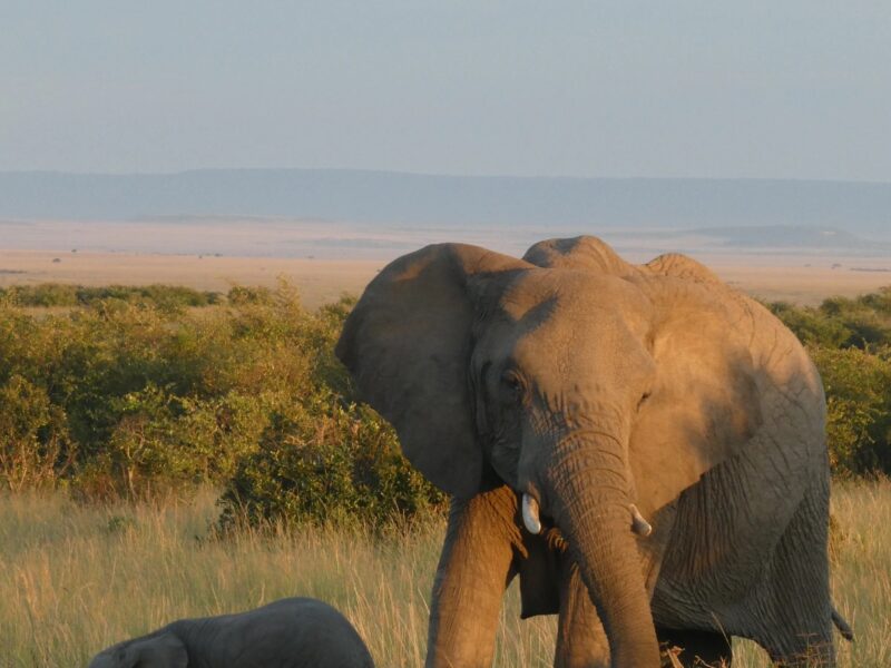 Elephants- Kenya