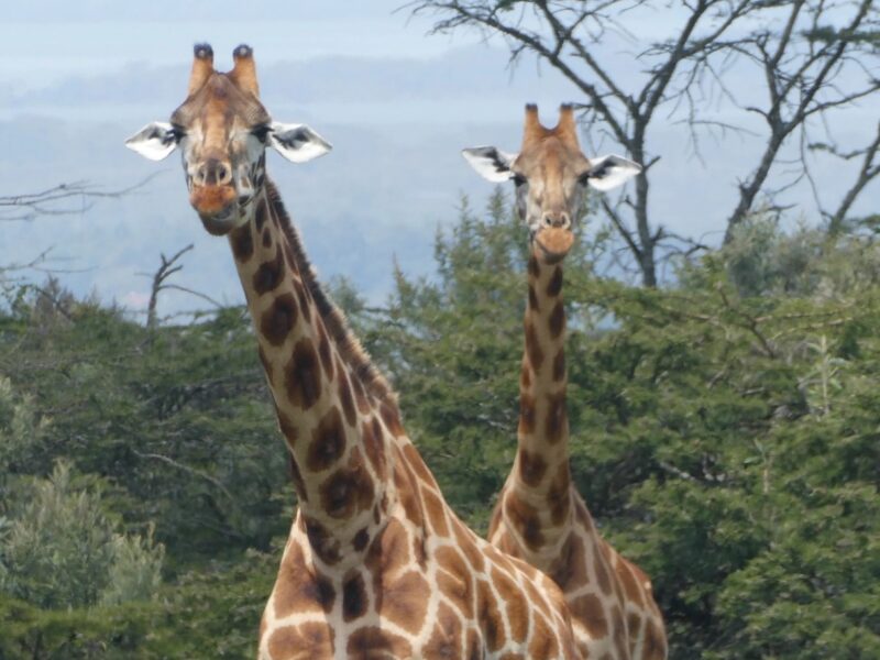 Giraffes 2- Kenya
