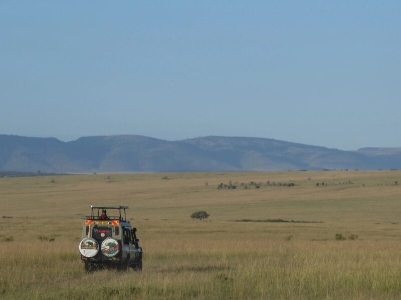 Wildlife Kenya
