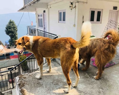 dog Rehabilitation Darjeeling