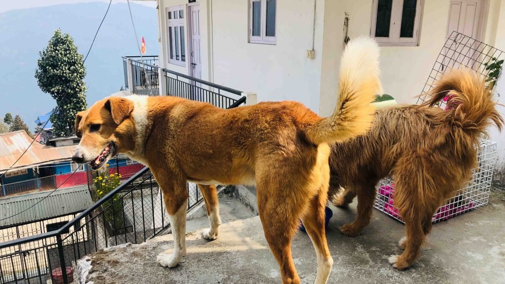 dog Rehabilitation Darjeeling