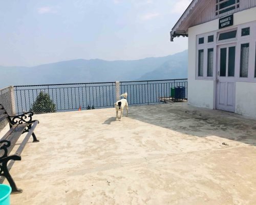 dog Rehabilitation Darjeeling