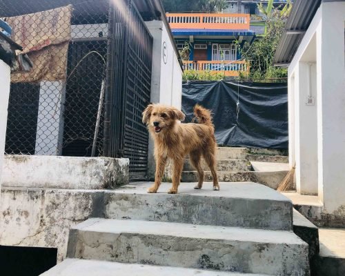 dog Rehabilitation Darjeeling