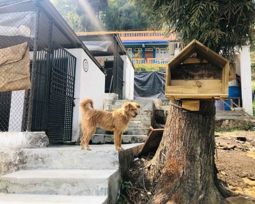 dog Rehabilitation Darjeeling