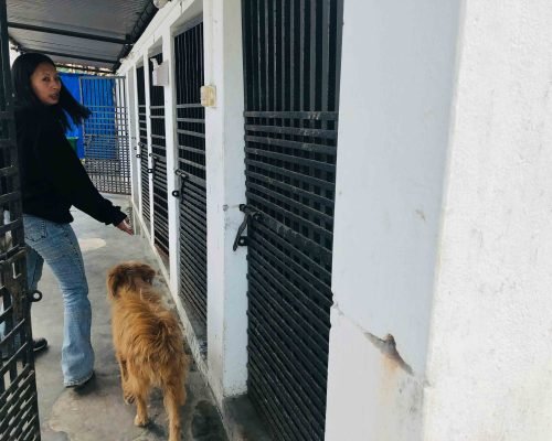 dog shelter