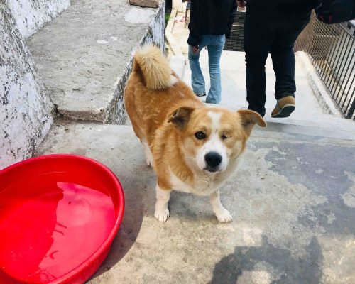 dog Rehabilitation Darjeeling