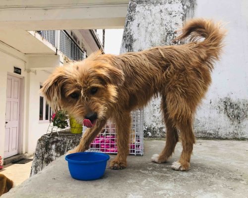 dog drinking