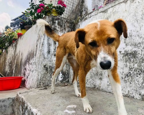 cute dog