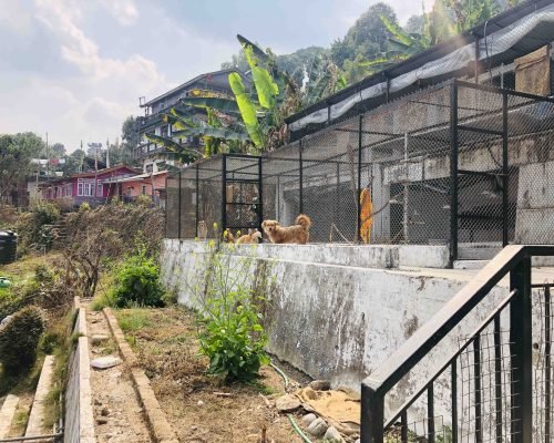 dog Rehabilitation Darjeeling centre