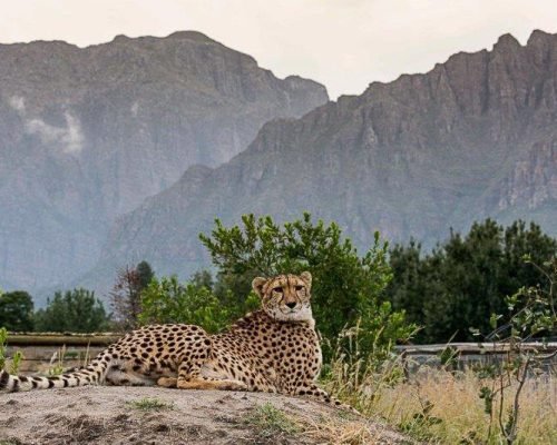 Cheetah