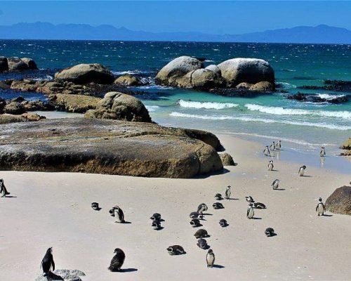 penquins on beach South Africa