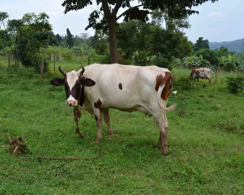 _Cow