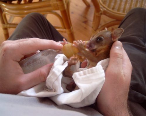 animal wildlife volunteering australia