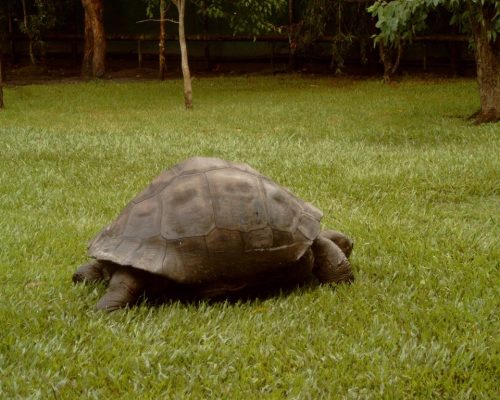 tortoise australia