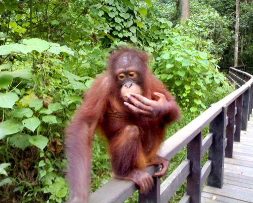Orangutan sitting