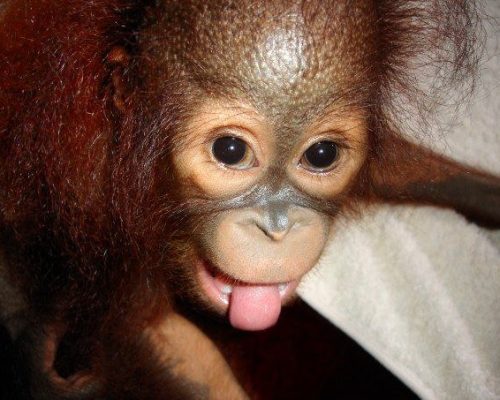 Orangutan close up