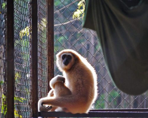 Gibbon rehabilitation program