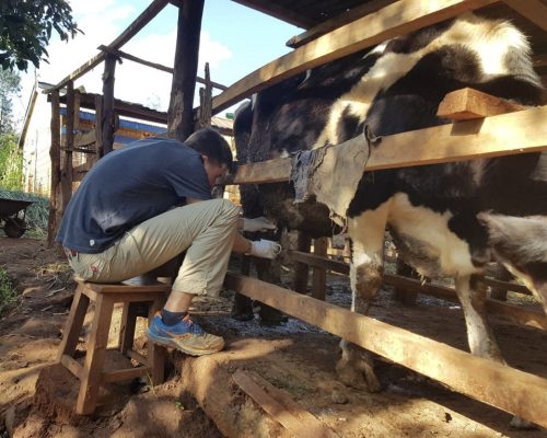 Participant milking a cow