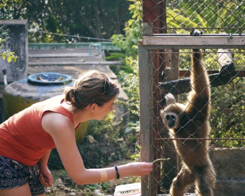 Participant with gibbon