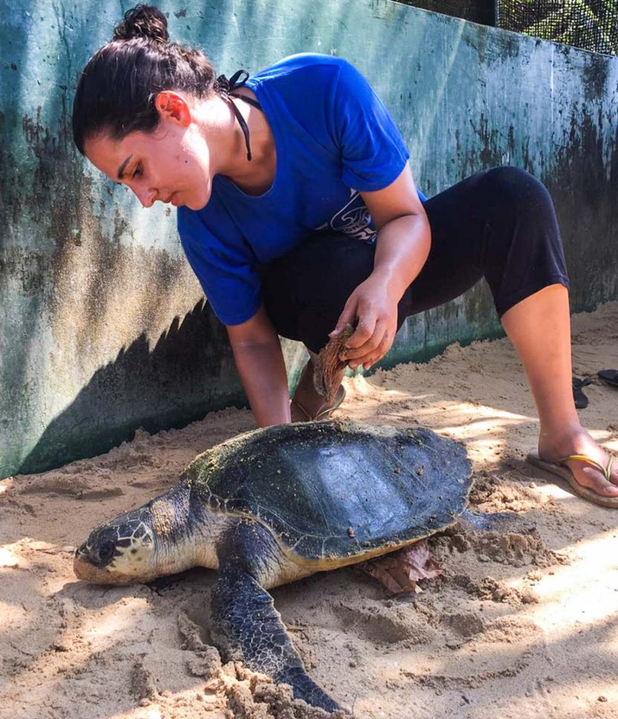 Sea turtle in Sri Lanka-31-2