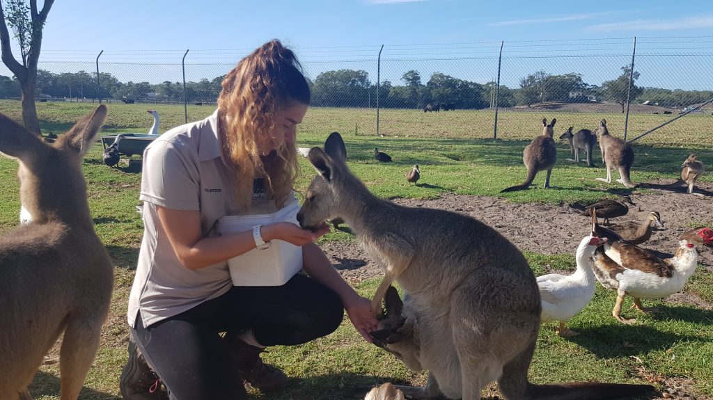 Volunteer feeding kangaroo australian zoo placement