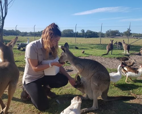 Volunteer feeding kangaroo australian zoo placement