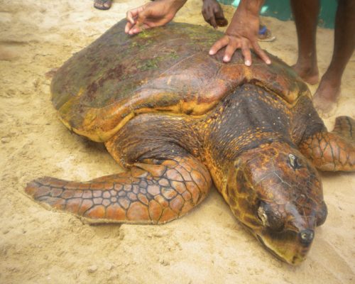 big turtle on Sri Lanka experience