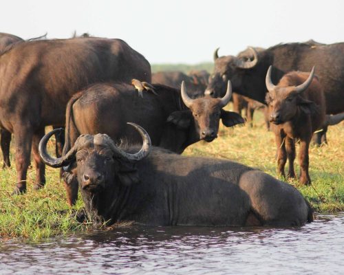 buffalos by the river