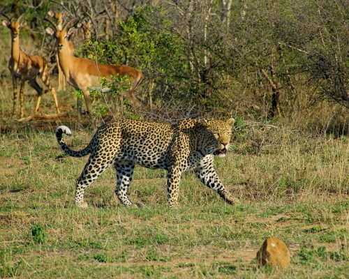 cheetah at Kruger