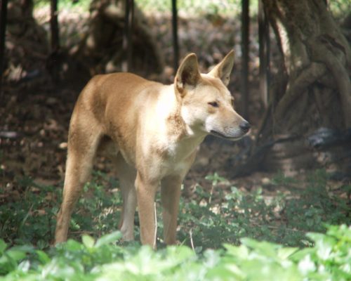 dingo at the zoo