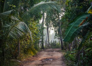 dusty path through the rainforest